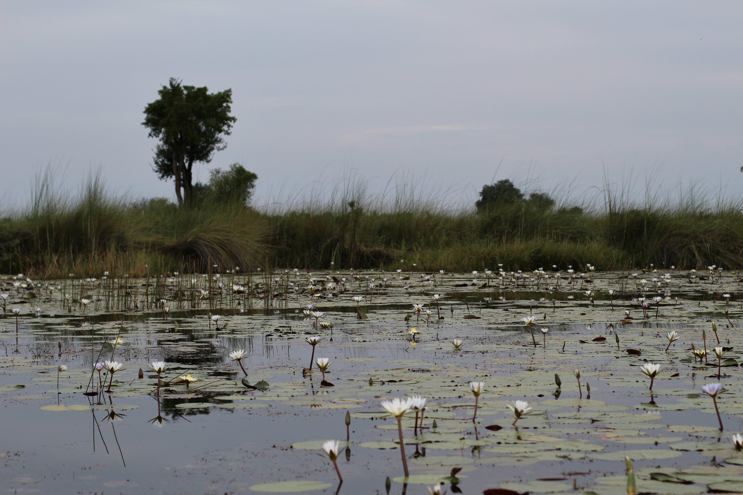 A quiet lagoon filled with white water lilies stretches toward a distant tree line under a cloudy sky in the Okavango Delta.