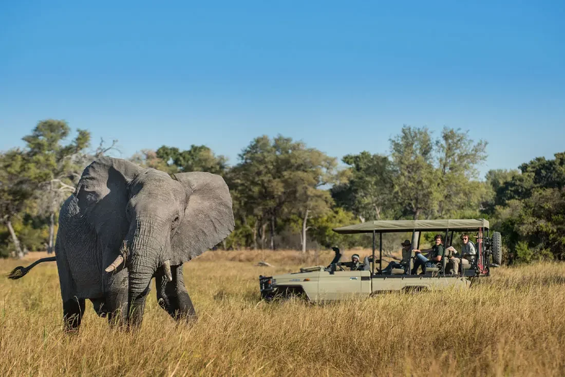 A large African elephant standing in tall grass next to an open-air safari vehicle filled with guests.