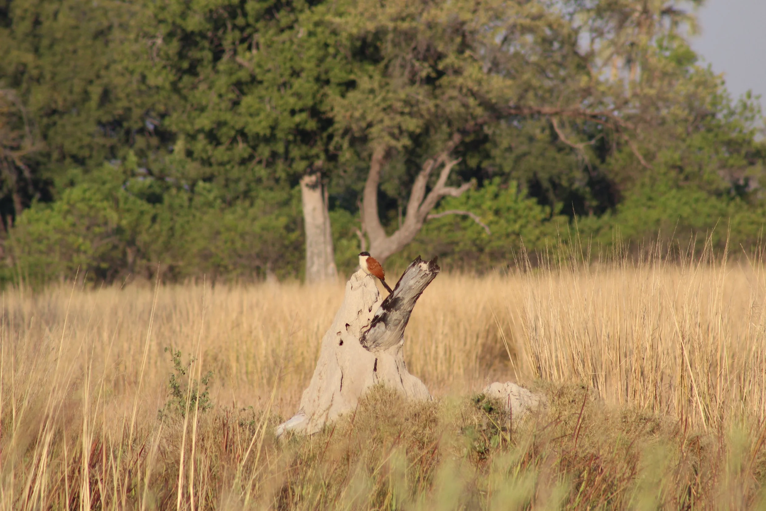 Senegal coucal sits atop a termite mound rising out of a tall, dry grassland field in the Okavango Delta.