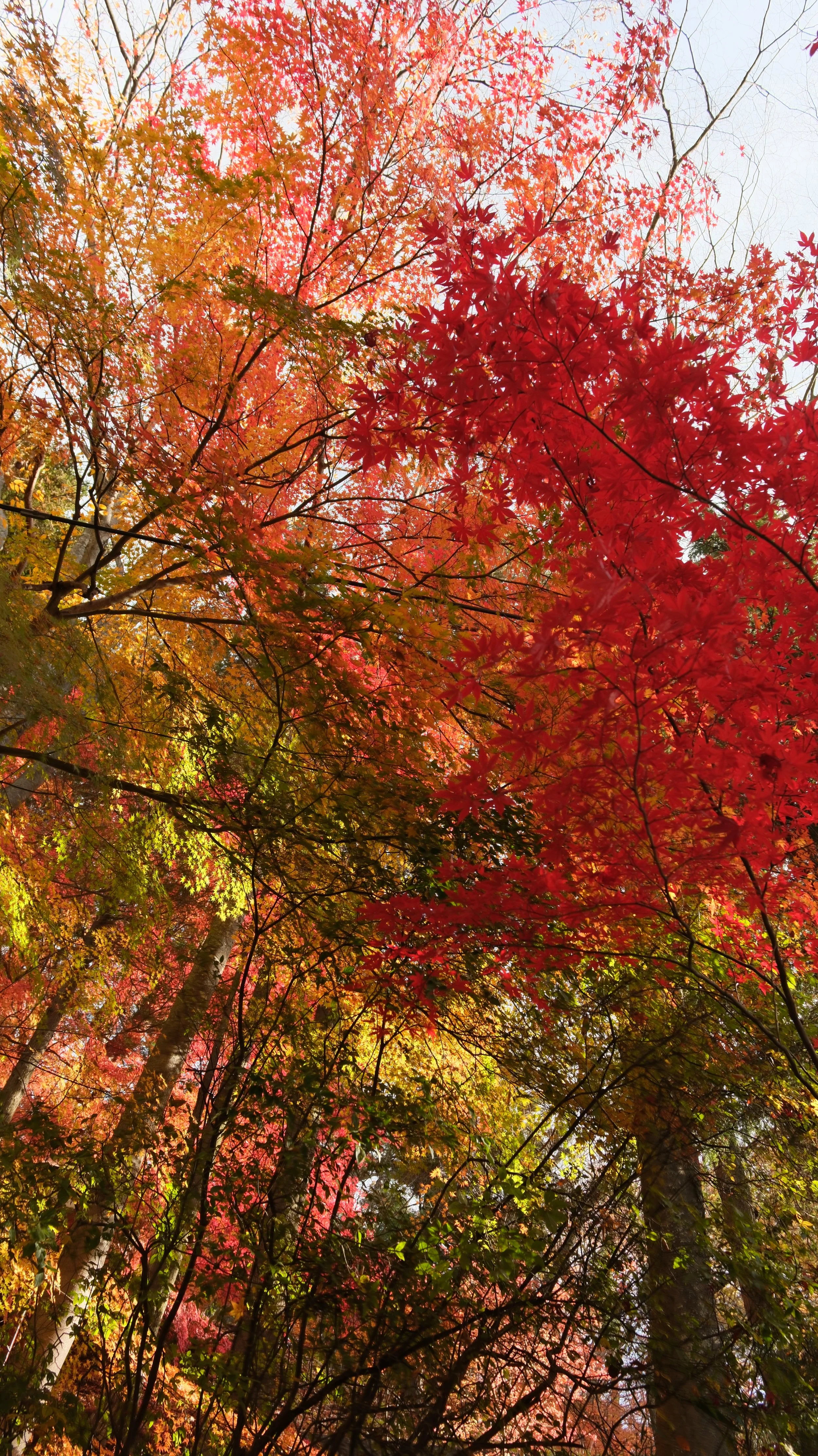 DSCF5331.JPG