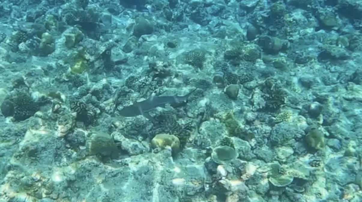IMG_0022.jpeg