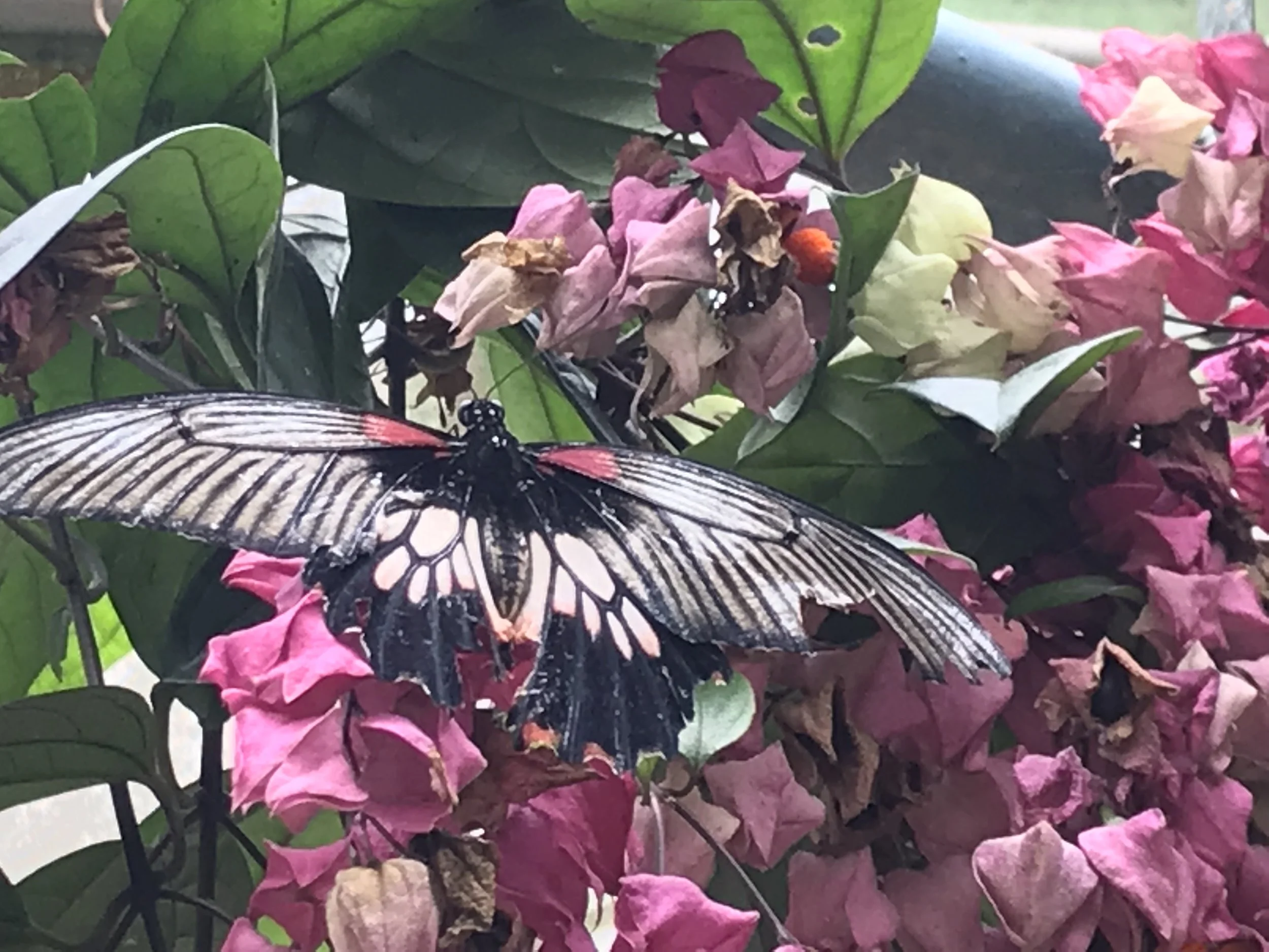 IMG_1204.jpeg