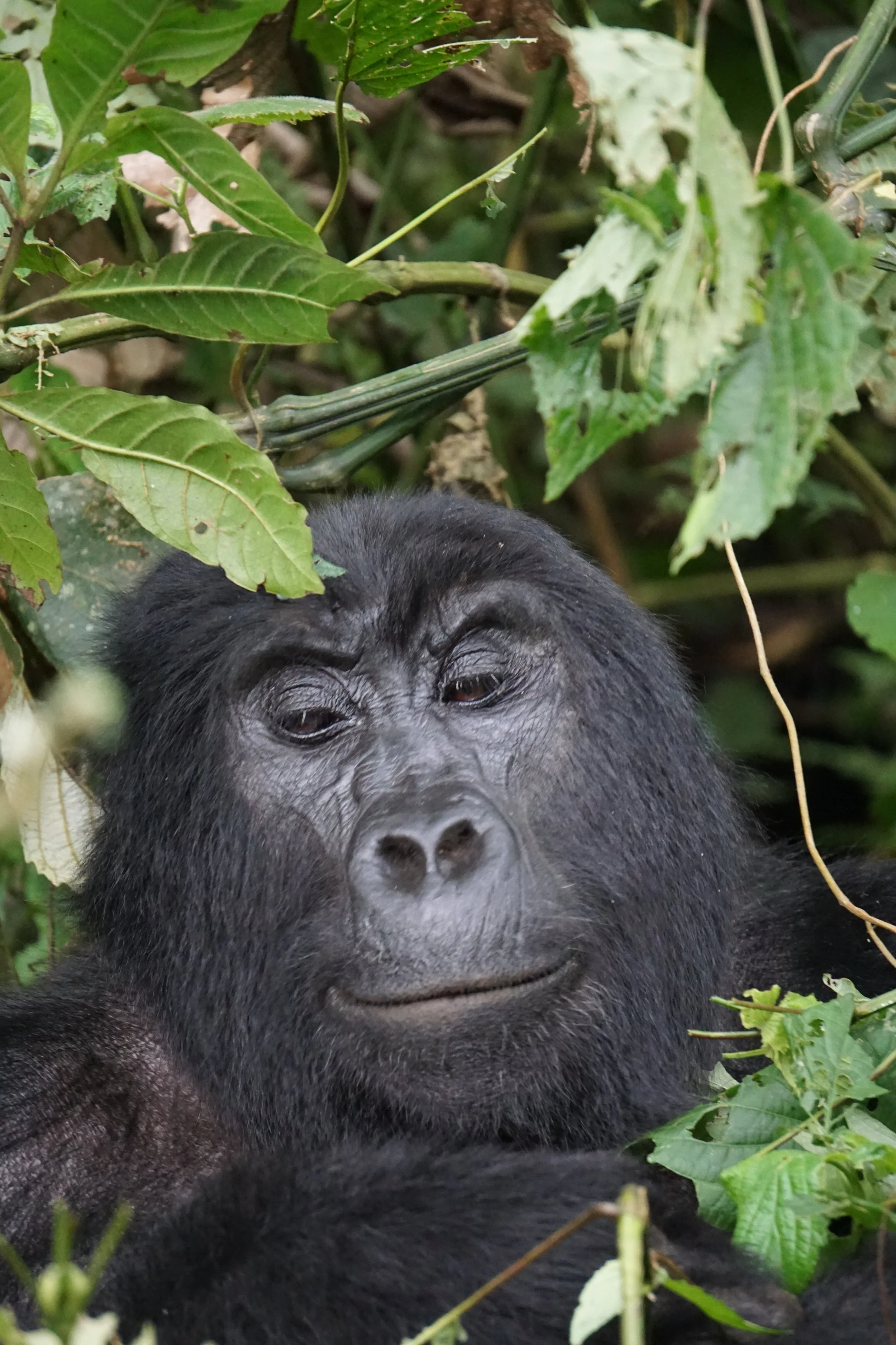 Uganda