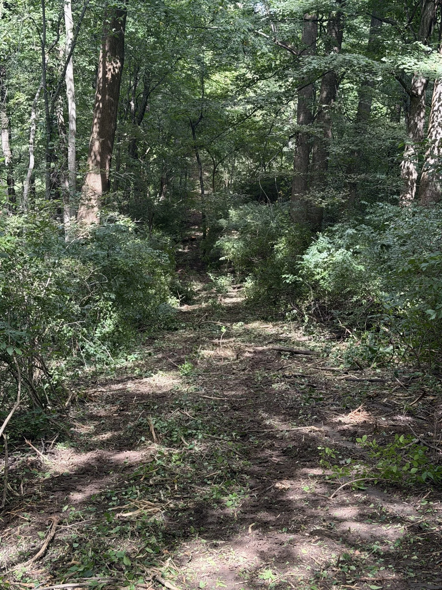 Land clearing in the woods near Richmond, Indiana: brush ground to mulch and the cleared path left open