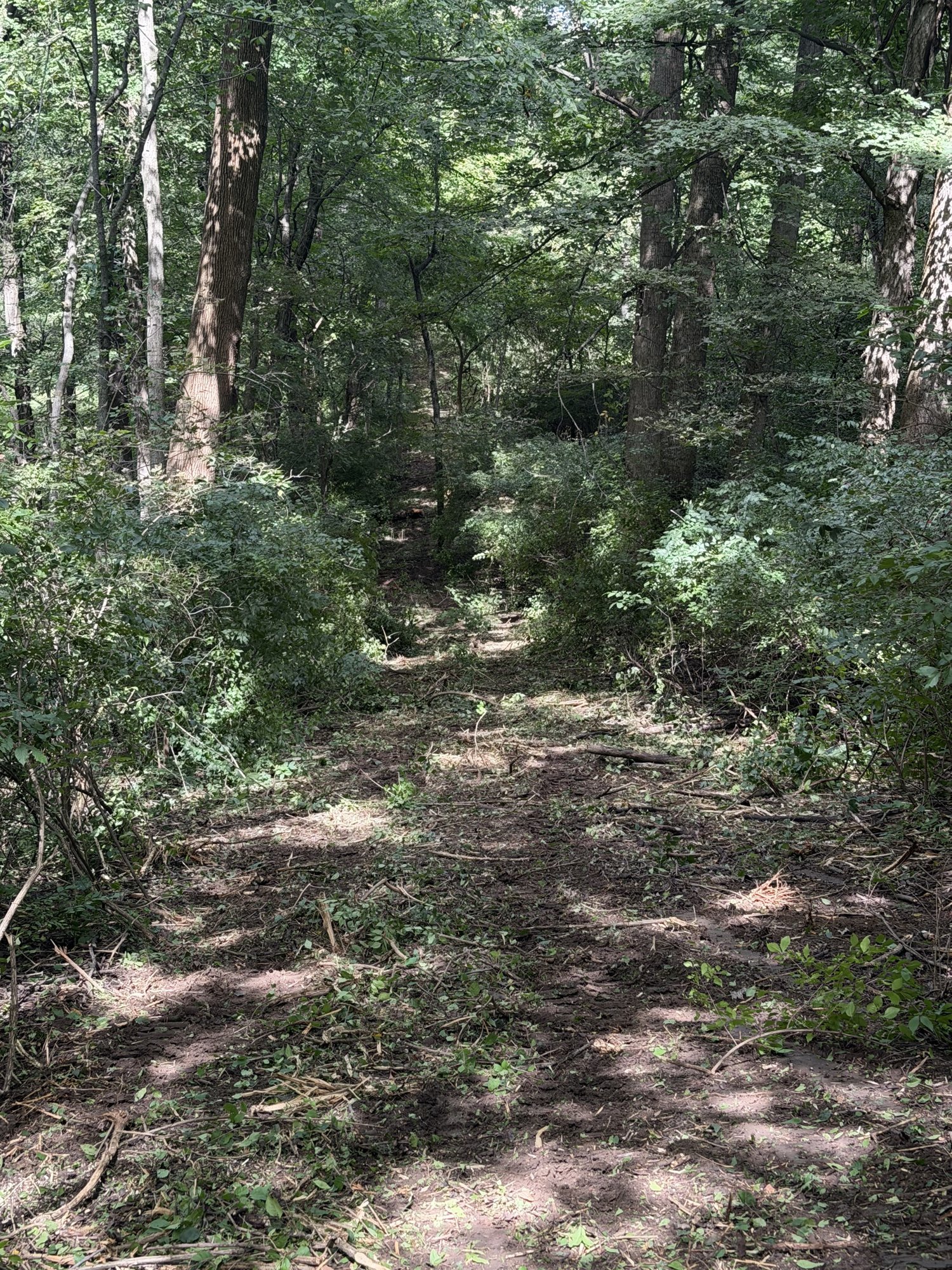 Mulched trail cut through wooded land in Richmond, Indiana after forestry mulching.