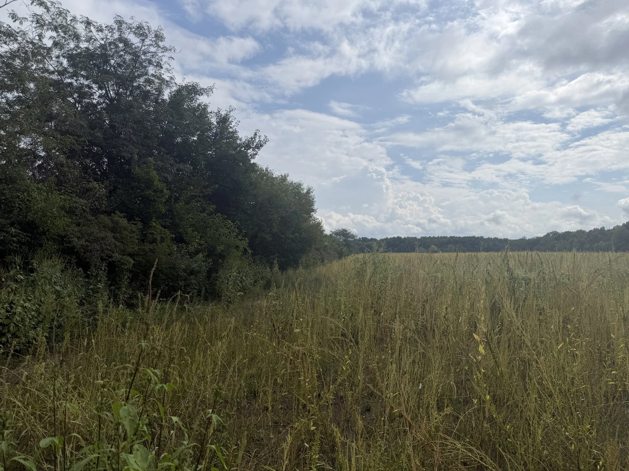 Before forestry mulching: overgrown field edge with brush and young trees in Farmland, Indiana
