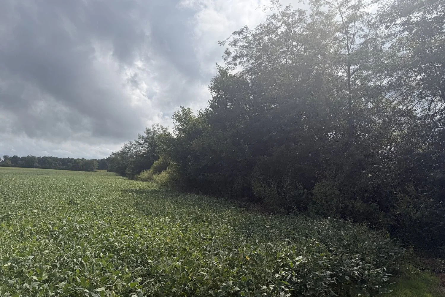 Overgrown tree line along a soybean field edge on an east central Indiana job, the kind of edge fall land clearing in Jay County, Indiana opens up.