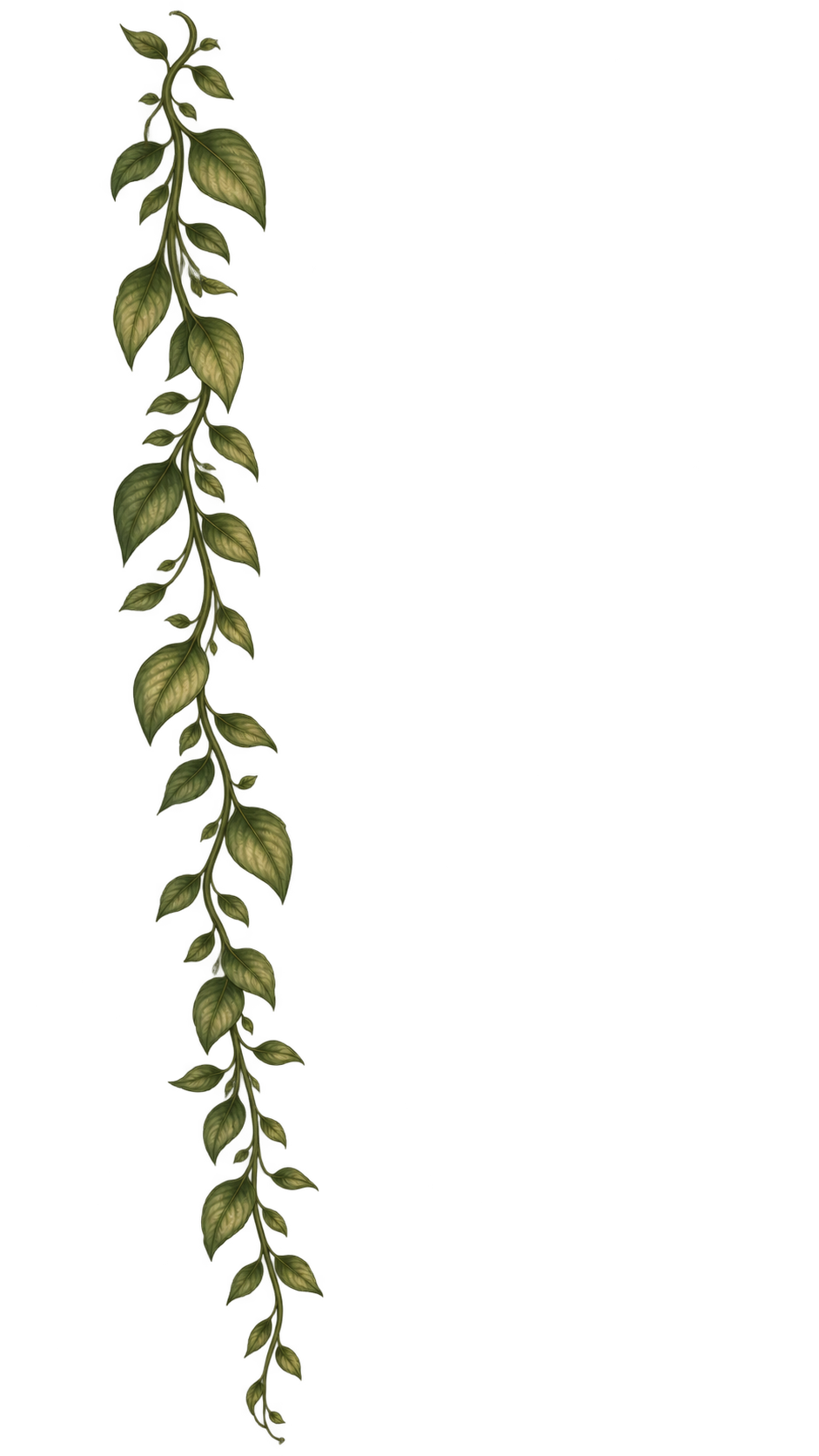 Illustration d'une plante grimpante avec des feuilles vertes, illustration précise.