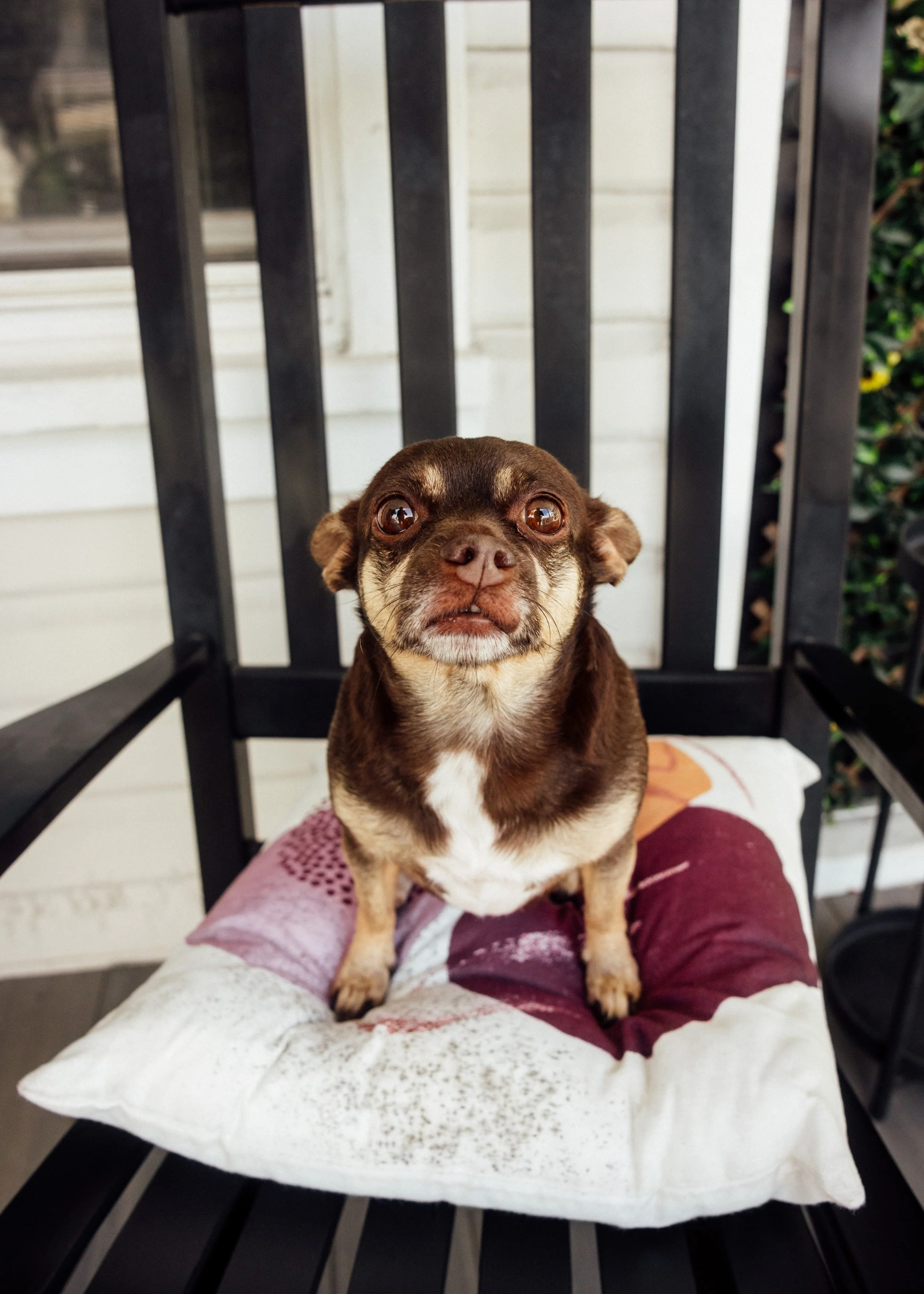 A small brown dog with tan markings on its snout and paws sitting on a pillow on a person's lap. The dog is looking at the camera with wide eyes, and there is a black wooden chair behind it with a white house and some green shrubbery in the background.