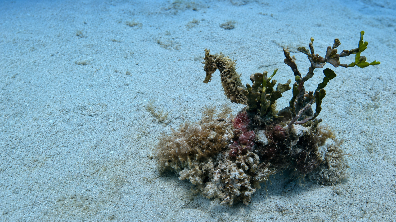 A seahorse camouflaged among coral and sea plants on sandy ocean floor.