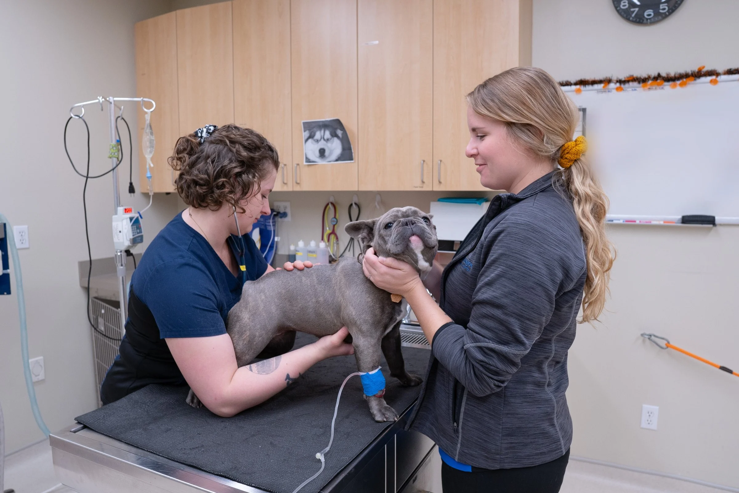 Veterinarian and woman with a puppy in a veterinary exam room. The veterinarian wears scrubs and a stethoscope, and the woman holds the puppy, which has a bandage around one leg and is being examined.