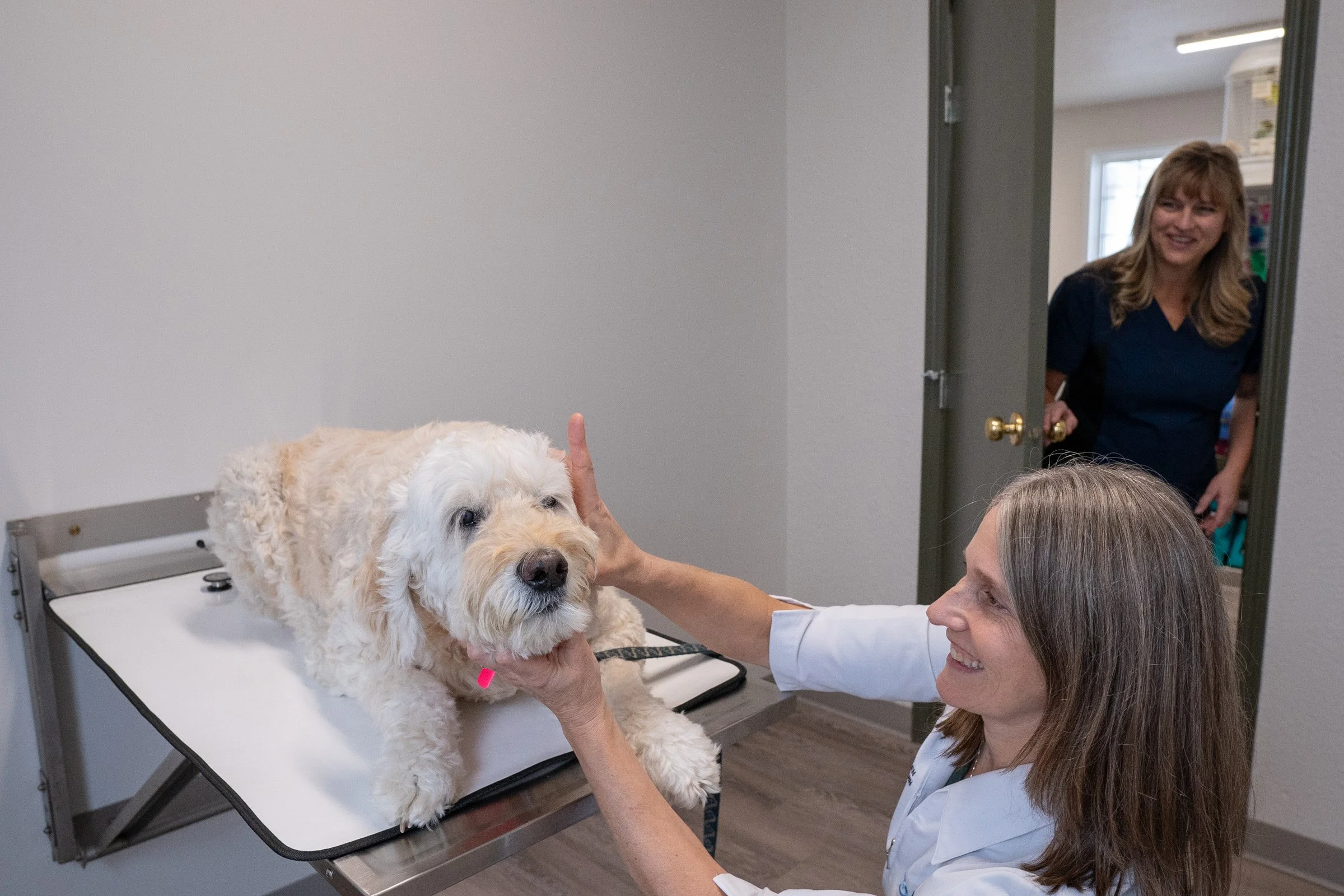 A golden doodle dog lying on an examination table at the veterinarian's office, with a veterinarian and a woman smiling as they check the dog. A woman in the background is entering the room through a door.