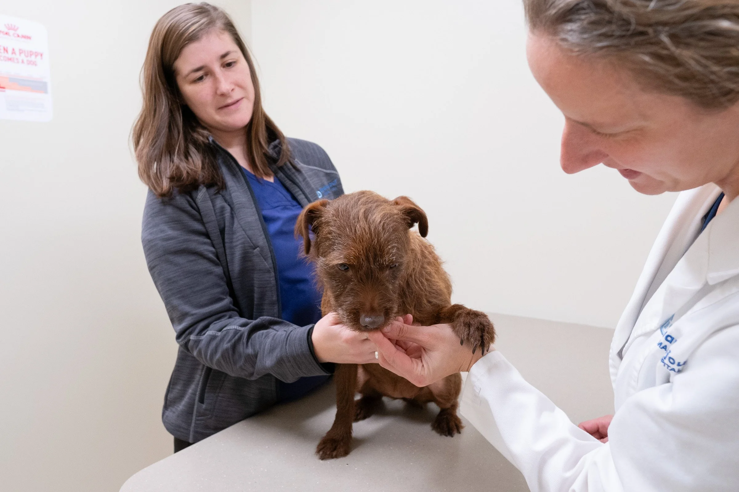 Two women are examining a brown puppy at a veterinary clinic.