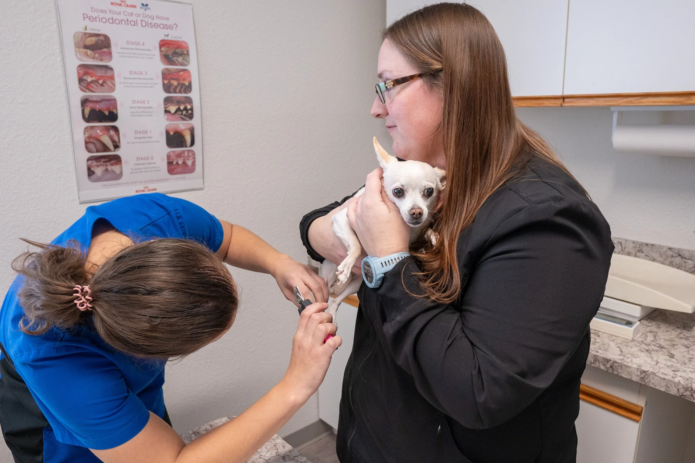 A woman holding a small white dog while a girl examines its mouth at a veterinary clinic.