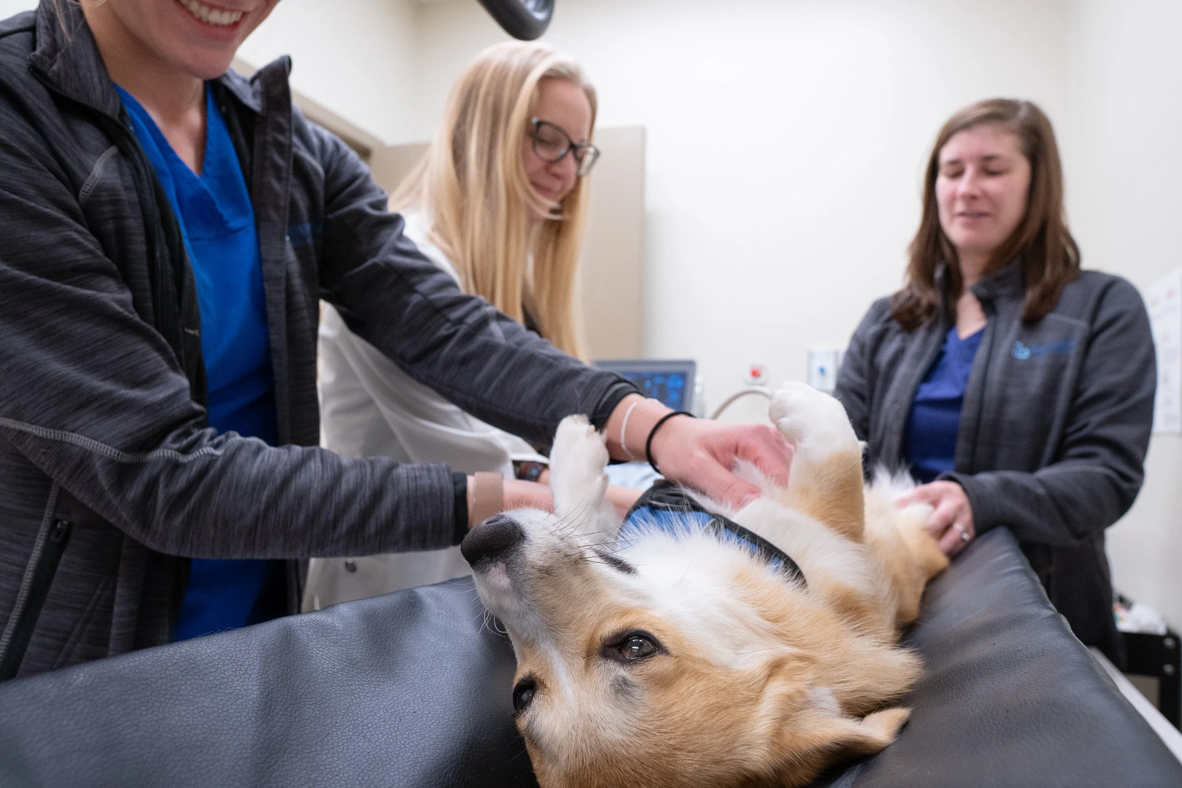 Veterinarian examining a golden retriever dog lying on a table with two women assisting at a veterinary clinic.