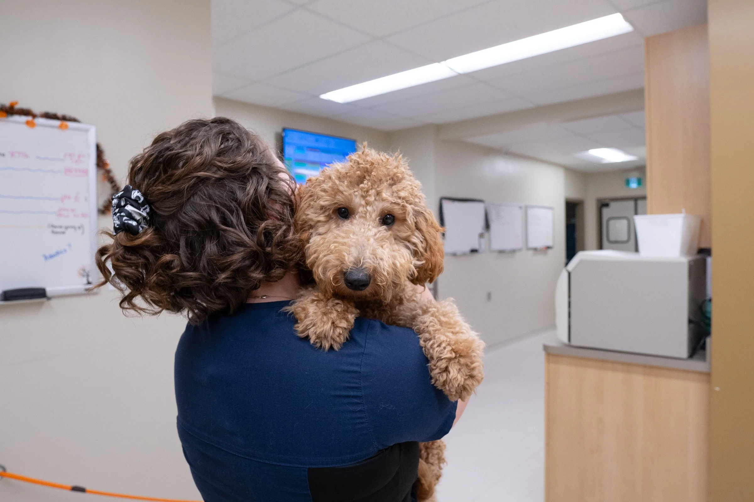 A woman with curly hair and a black and white scrunchie holding a fluffy, light brown poodle in an office or reception area.