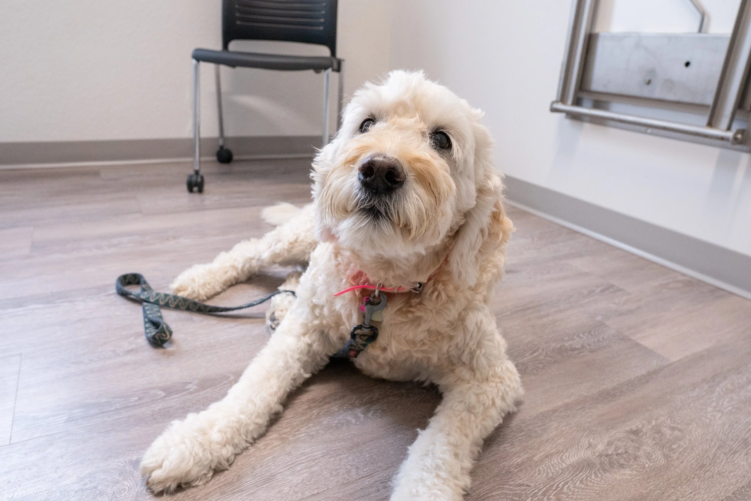 A fluffy cream-colored dog with a pink collar lying on a wooden floor, looking at the camera. There is a black chair and some folded tables against the plain light-colored wall in the background.