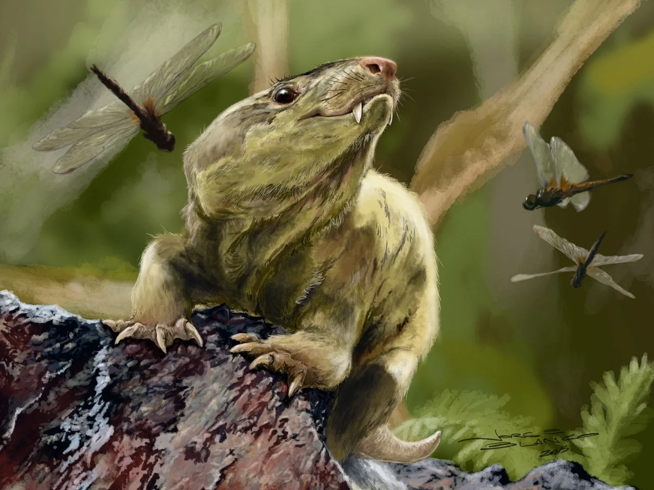 Mammal lineage started giving live birth over 90 million years earlier than we thought! A new study measuring the body mass of newborn cynodonts (ancient close cousins of mammals) shows that they are substantially larger compared to adults than the n