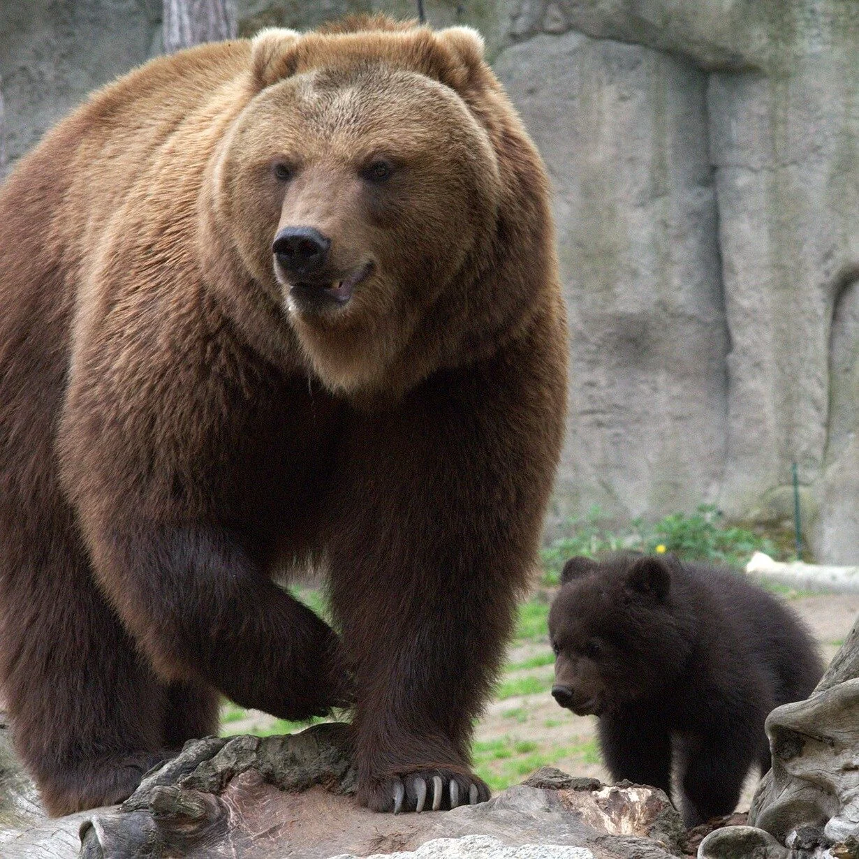 Bears help engineer ecosystems in unbelievable ways! A new scientific review has compiled the results of over 140 studies about bear ecosystem services and the benefits they have for us. Read more about it on our blog!

Blog: https://www.purposenatio