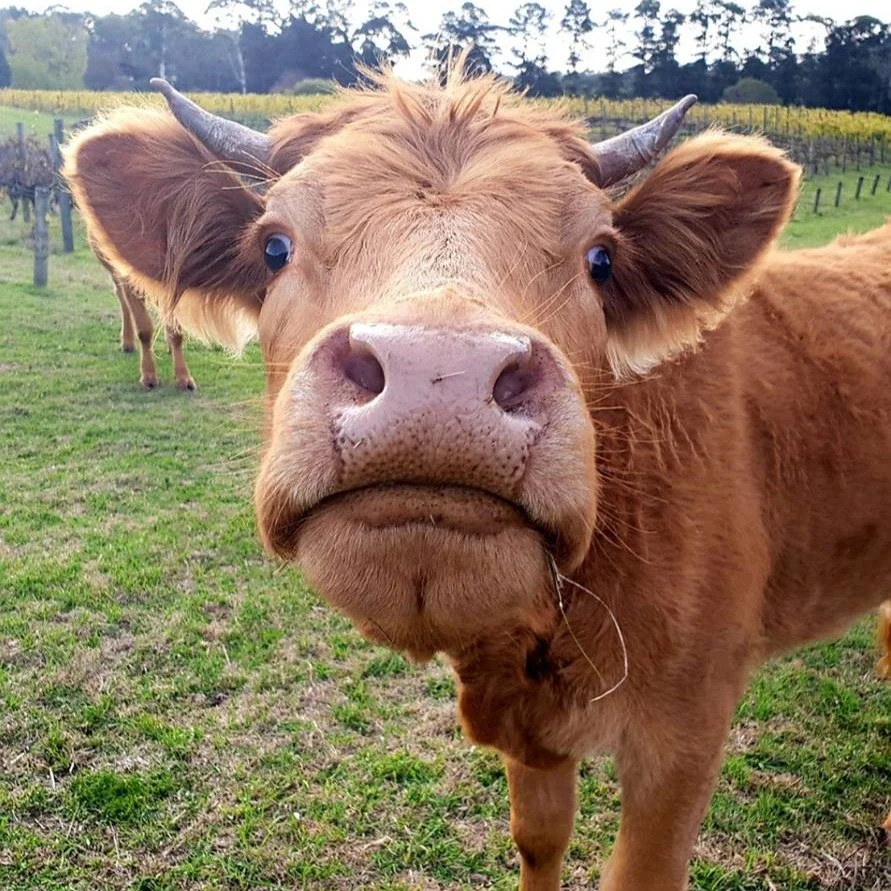 Cows can distinguish familiar faces of people! Researchers in France studied cows by having them stand in front of 2 screens, one playing videos of people that they knew, and the other with people that they'd never seen before. What they found is tha