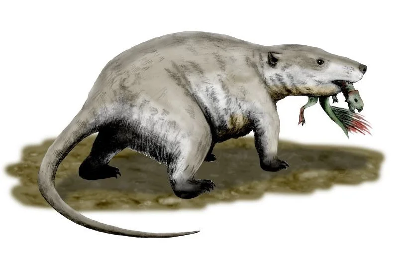 Ancient mammals may have been responsible for small dinosaurs being so rare! A new study details how tiny non-avian dinosaurs are extremely rare in the fossil record, to the point where it cannot be explained due to physical constraints. In fact, eve
