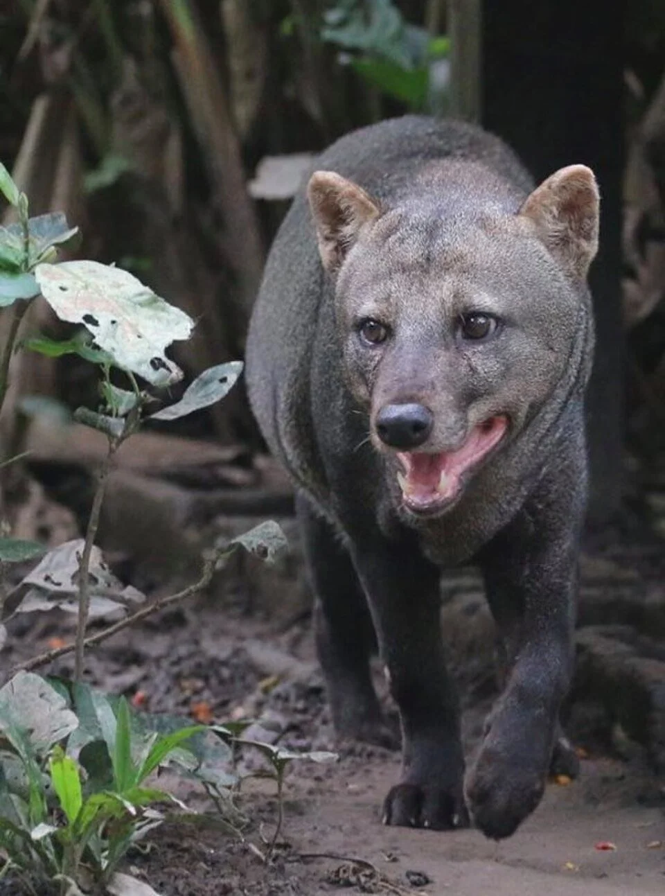 Amazonian wild dogs are doing well! A new paper found that Short-Eared Dogs (Atelocynus microtis) are much more plentiful than expected, using a camera-trap survey in Bolivia and Peru that extended over 20 years! The dogs inhabit forested areas, cont