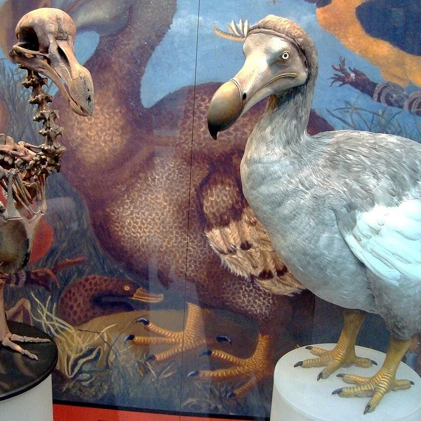 The Dodo may have been nocturnal! A new study shows that the Dodo bird potentially had an enhanced sense of smell and optic anatomy similar to those of living nocturnal birds. A fascinating and surprising discovery for a mysterious bird that still ha