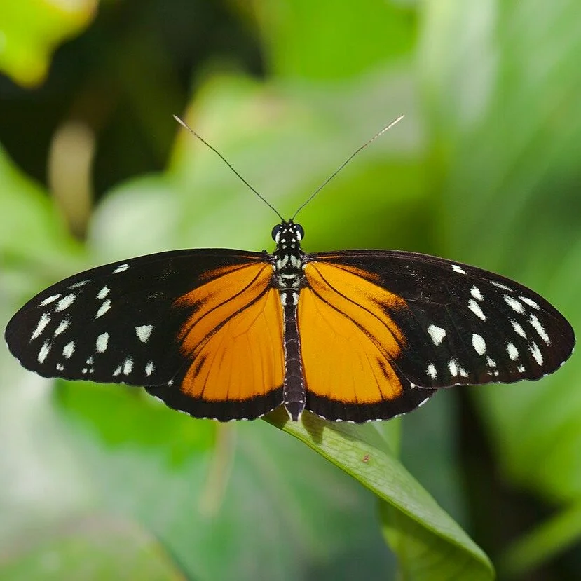 A Pollen-eating butterfly lives much longer than other kinds of butterflies! Entomologists are studying this peculiar butterfly genus, Heliconius, which has a lifespan of almost 1 year, many times longer than that of your average butterfly. This kind