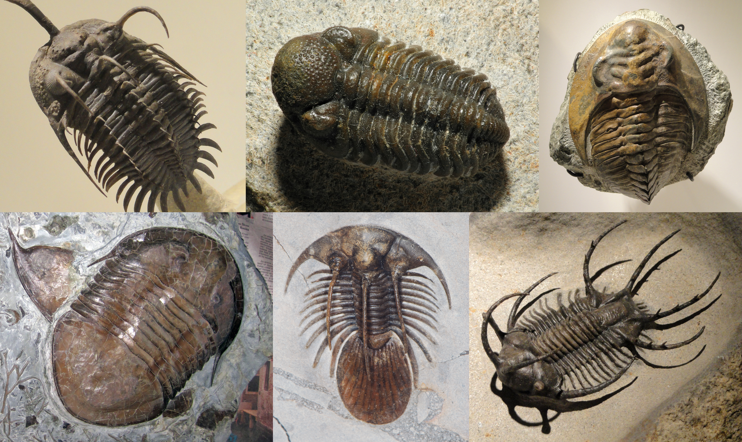 Remembering Trilobites: A 270 Million Year Saga