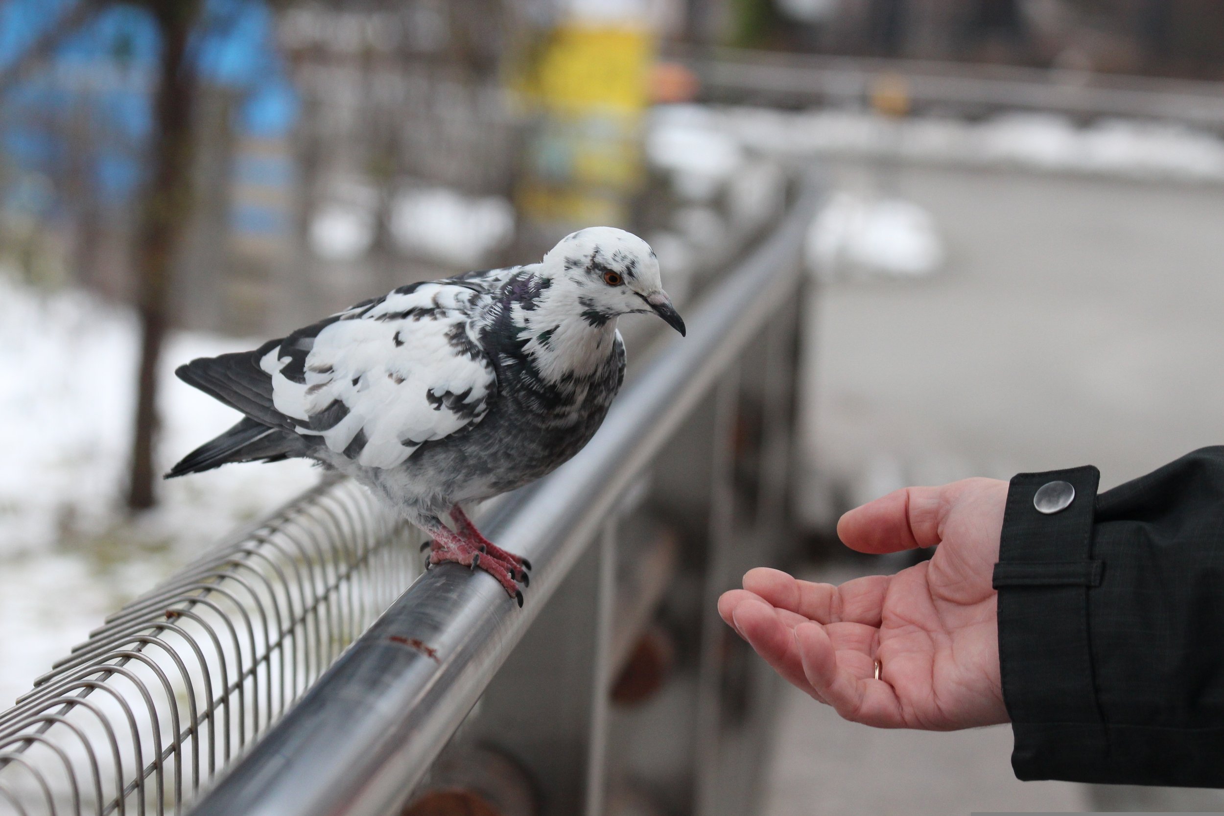 zoosnow-pigeon-3530412.jpg