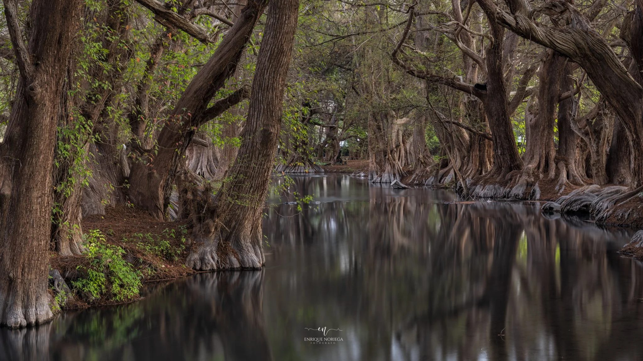 Bosque con árboles grandes y raíces expuestas a lo largo de un río o laguna con agua calma y reflejando los árboles de la ribera.