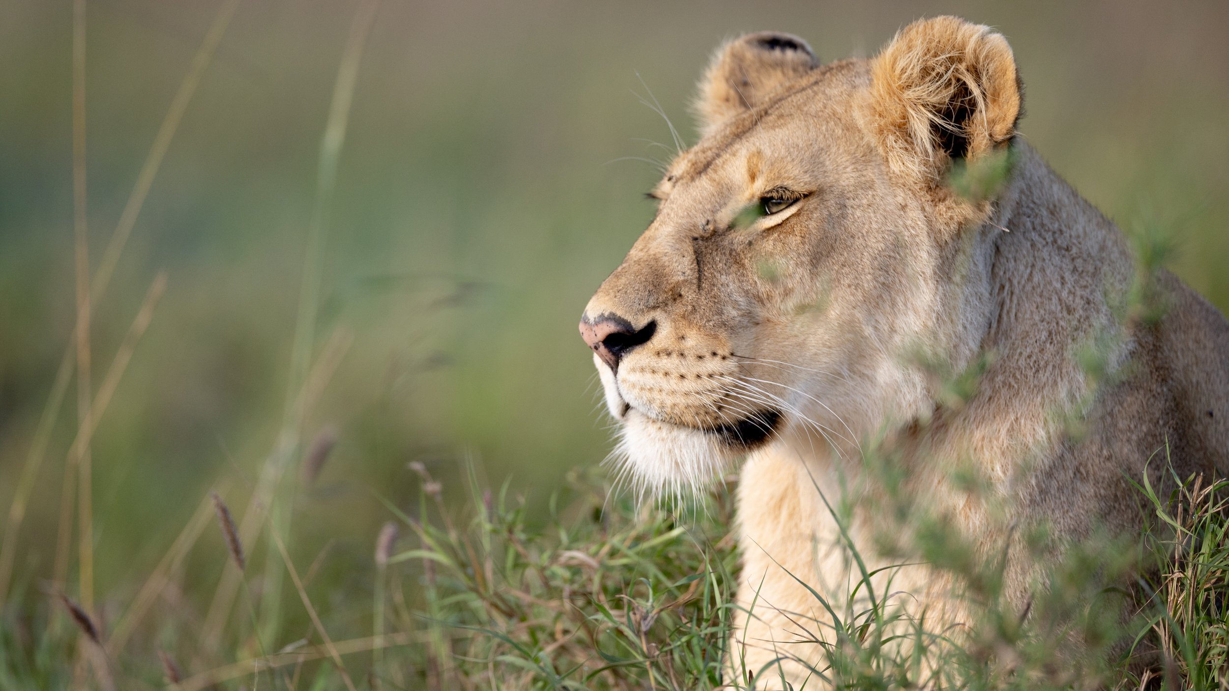 Una leona descansando en la hierba en un entorno natural de safari.