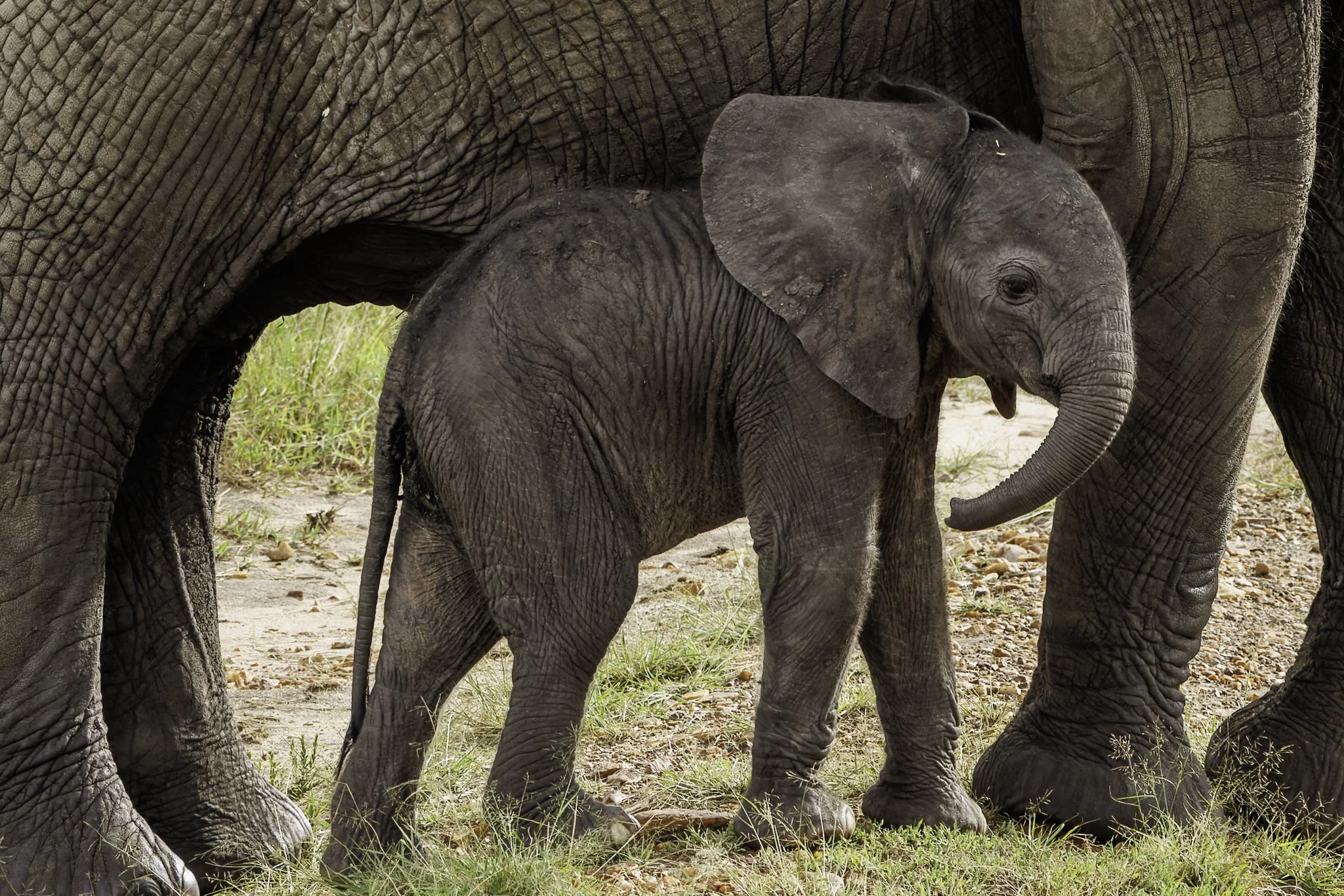 Un elefante bebé entre elefantes adultos en la sabana africana.