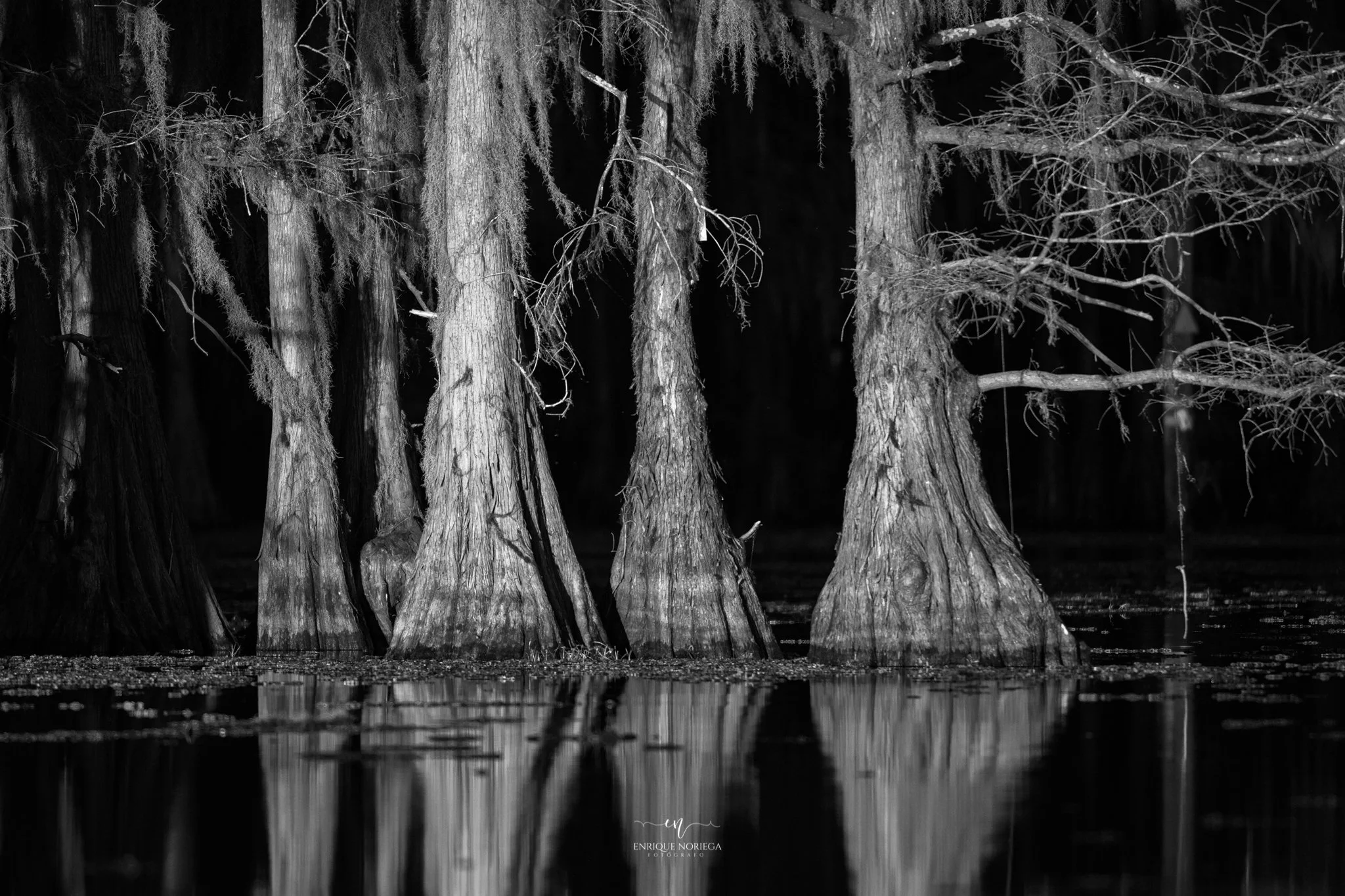Árboles grandes y delgados frente a un cuerpo de agua en una escena nocturna en blanco y negro.