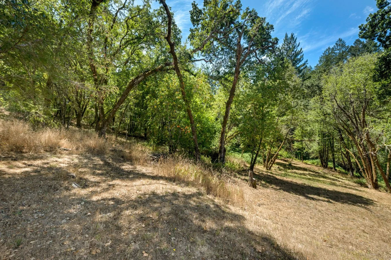 A forest trail surrounded by trees with green leaves on a sunny day.
