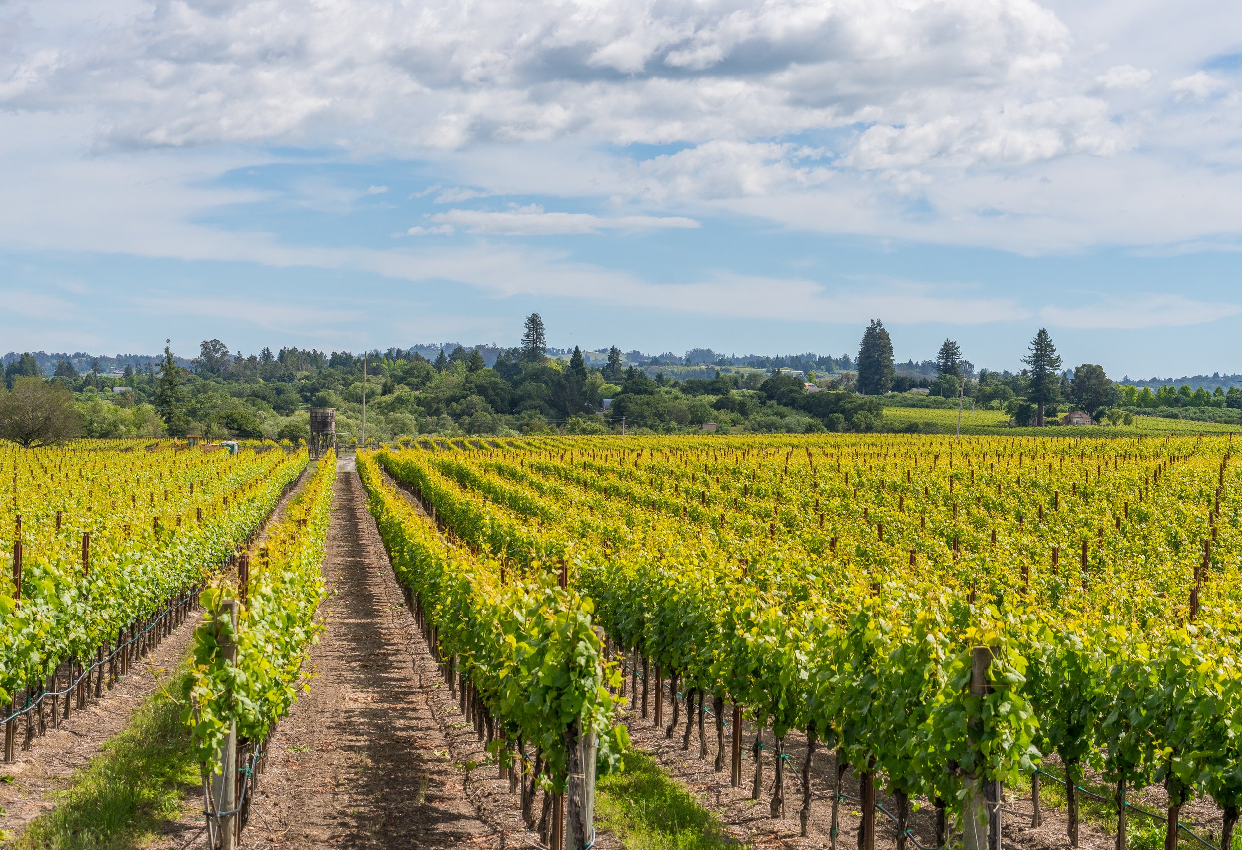 Vineyard rows with lush green vines under a partly cloudy sky.
