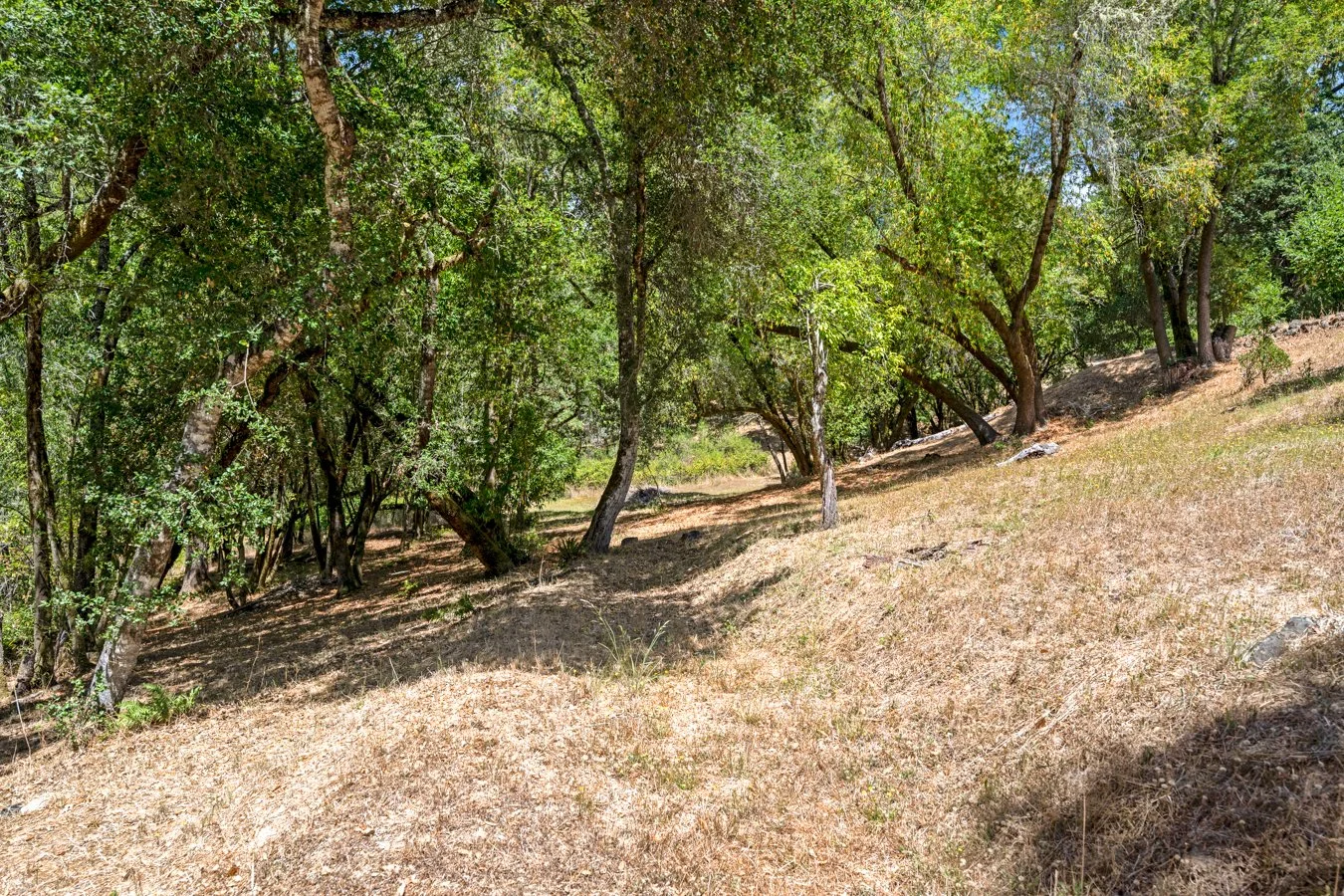 A dry, grassy hillside with scattered trees and shrubs under a blue sky.