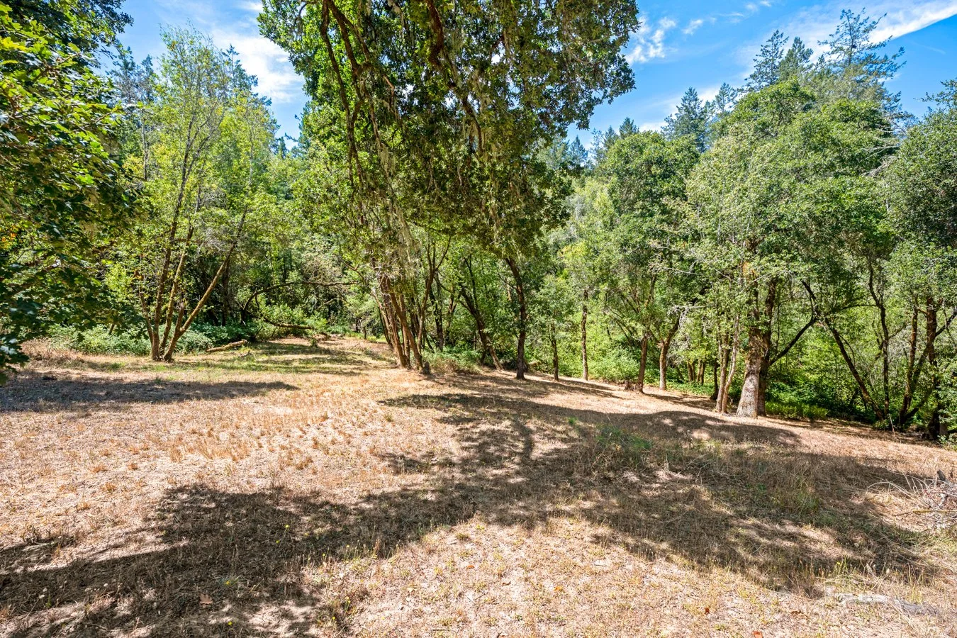 A sunlit forest clearing with tall green trees, dry grass, and dappled shade on the ground under a blue sky with scattered clouds.