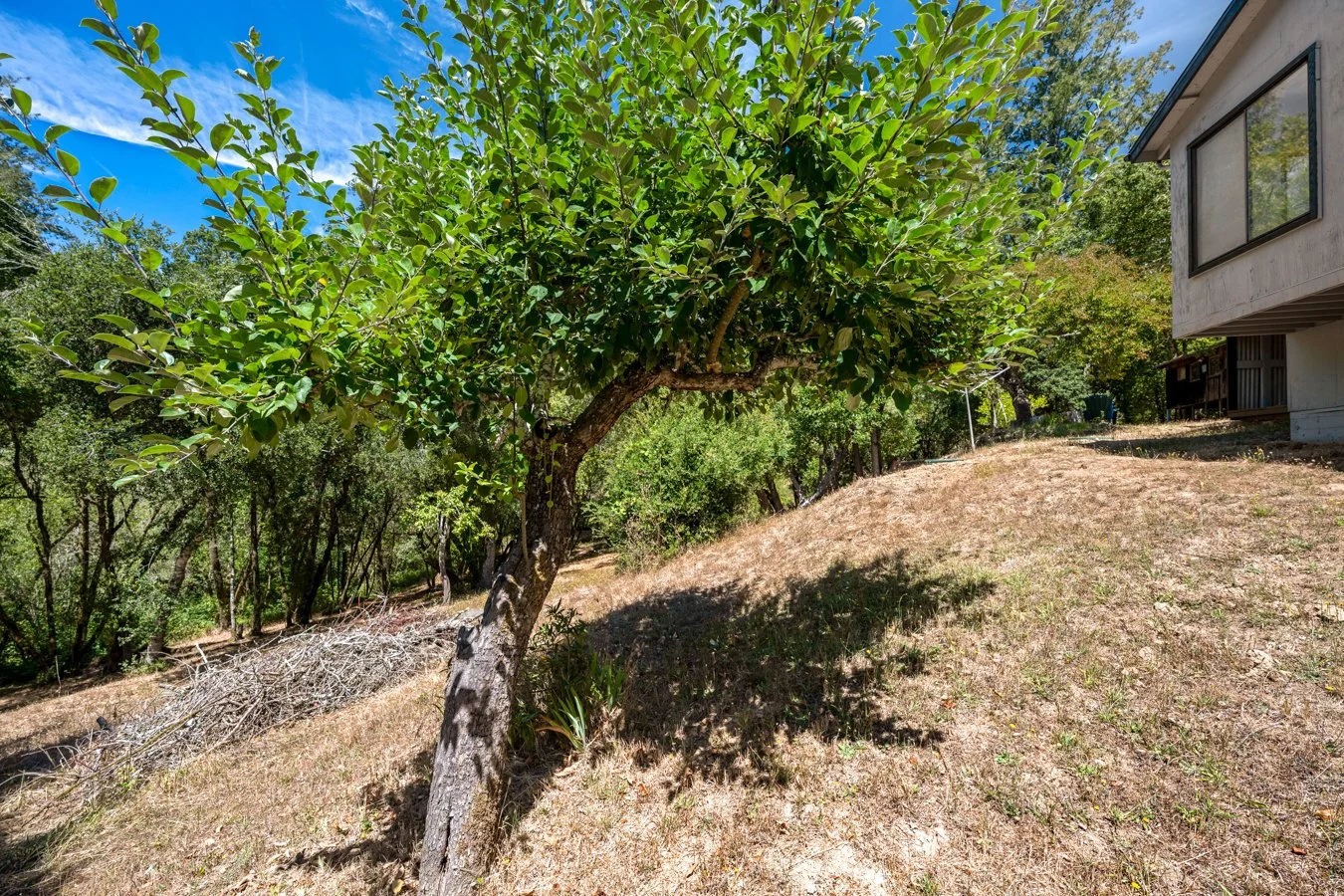 A sloping yard with a leaning tree casting a shadow, dry grass, and a house partially visible on the right, with dense green trees and blue sky in the background.
