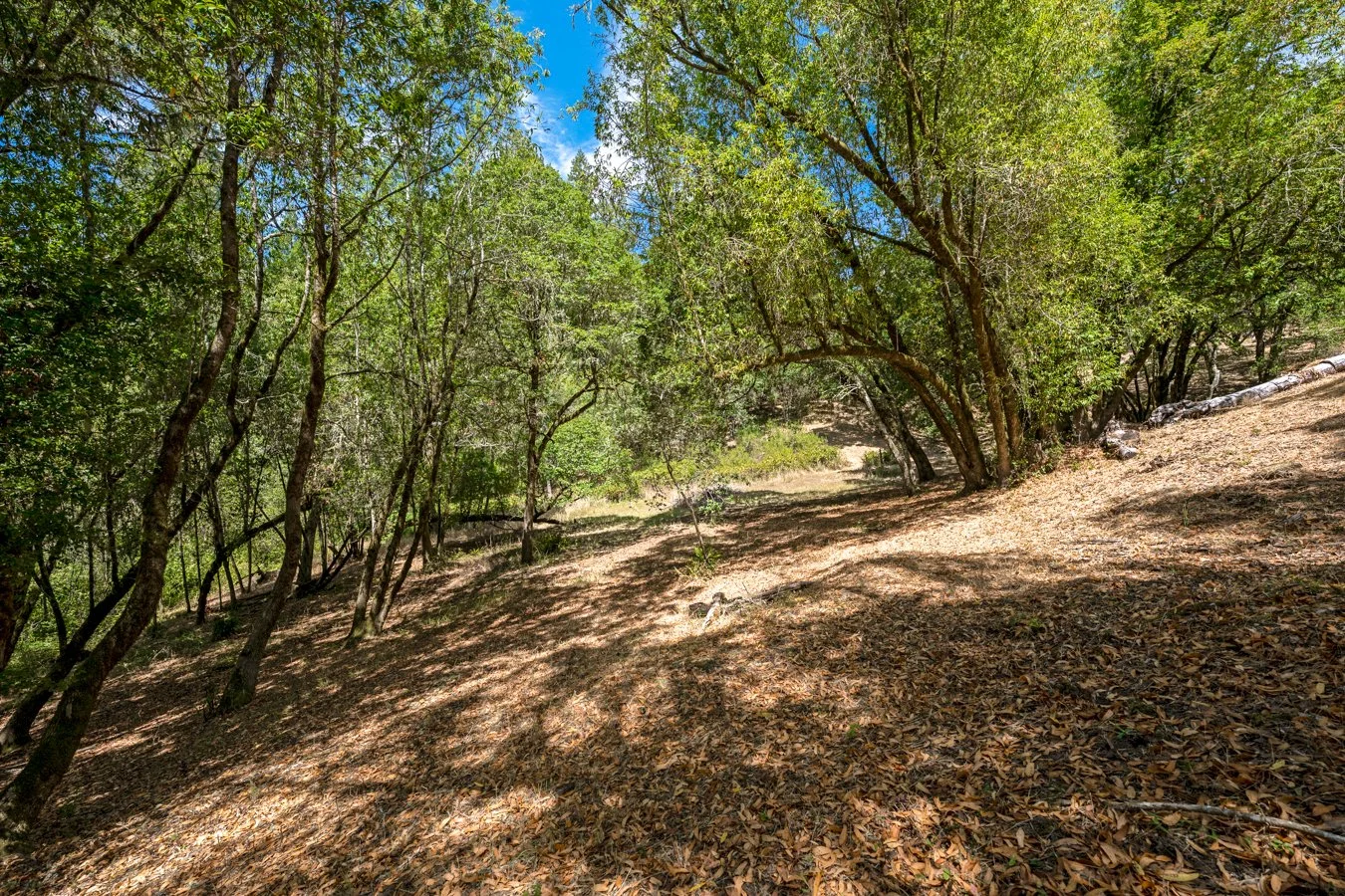 A wooded trail with trees and fallen leaves on the ground, under a blue sky with some clouds.