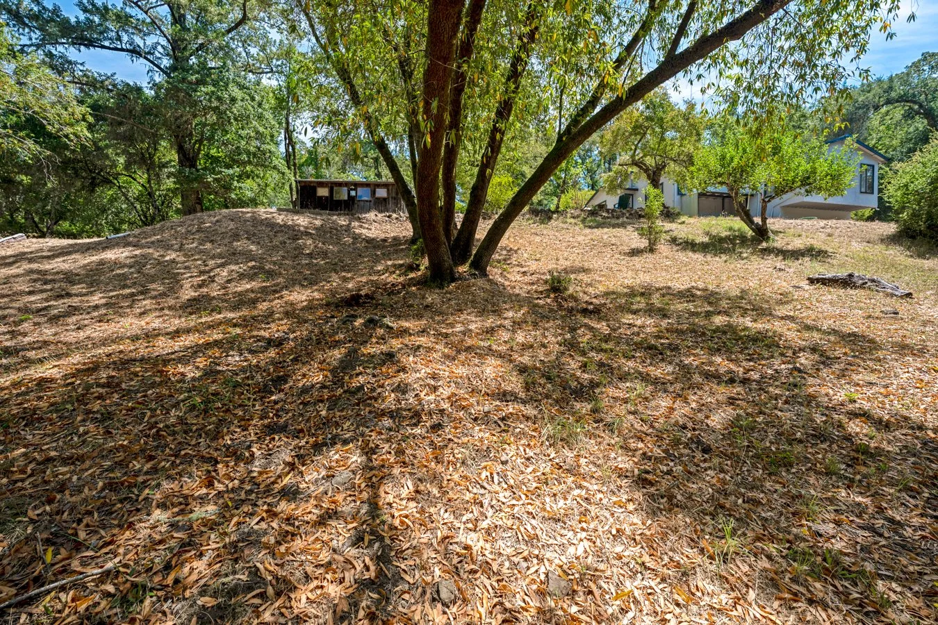 A yard with a large tree in the center and houses in the background, covered with dry leaves and grass.