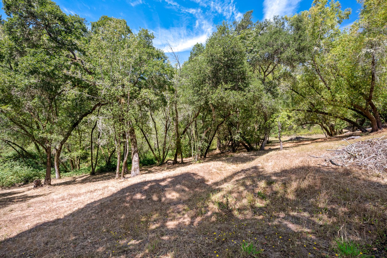 A wooded area with tall trees casting shadows on dry grassy ground under a bright blue sky with sparse clouds.