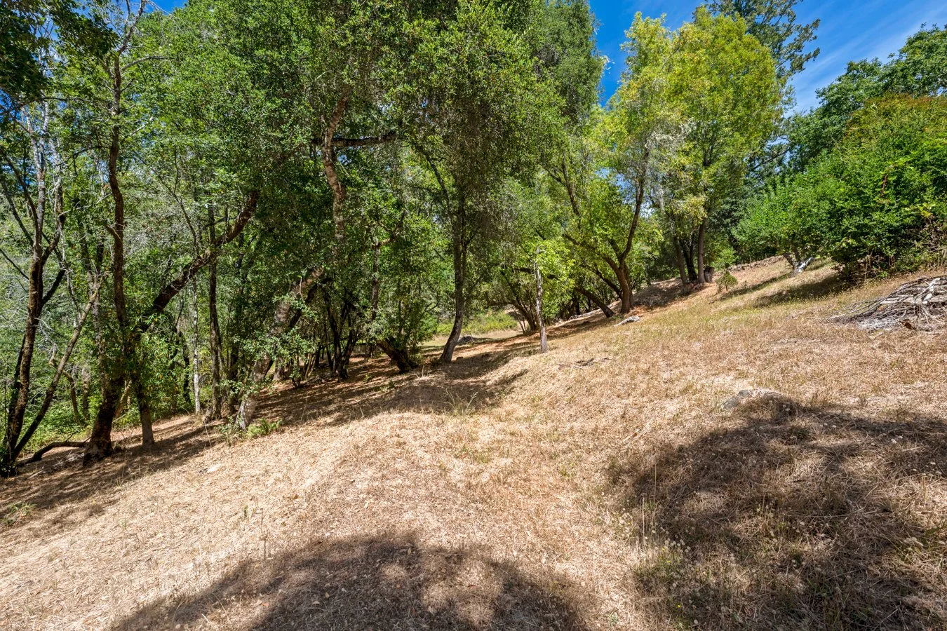 A wooded area on a hillside with green trees, dry grass, and patches of sunlight and shadow.