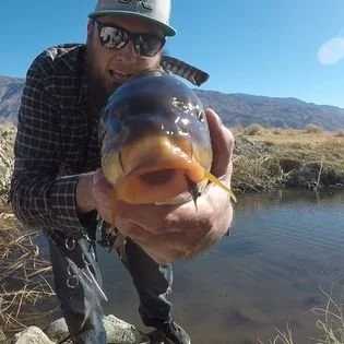 Sierra Mountain Trout Guide Service (Jarett Coons