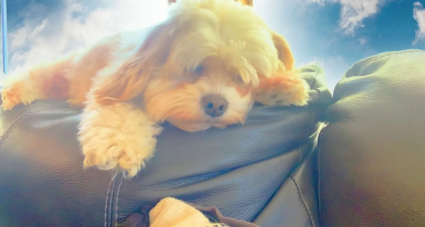 A small, fluffy, light-colored dog lying on a black leather couch, resting its head and front paw on the cushion. The dog has a relaxed expression with eyes partially closed, against a background of a partly cloudy sky with blue and white clouds.