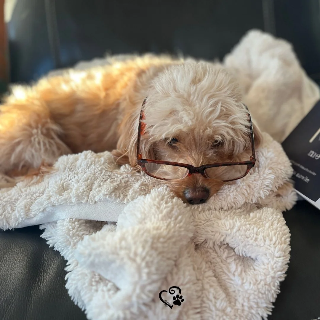 A cute, curly-haired dog with glasses resting on a fluffy white blanket.