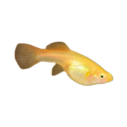 Japan Tropical Sky Guppy (Female)