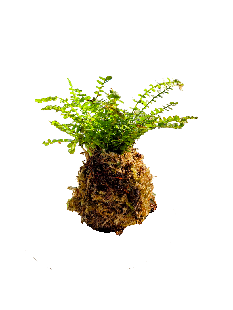 20260908_171140-EDIT (1).png