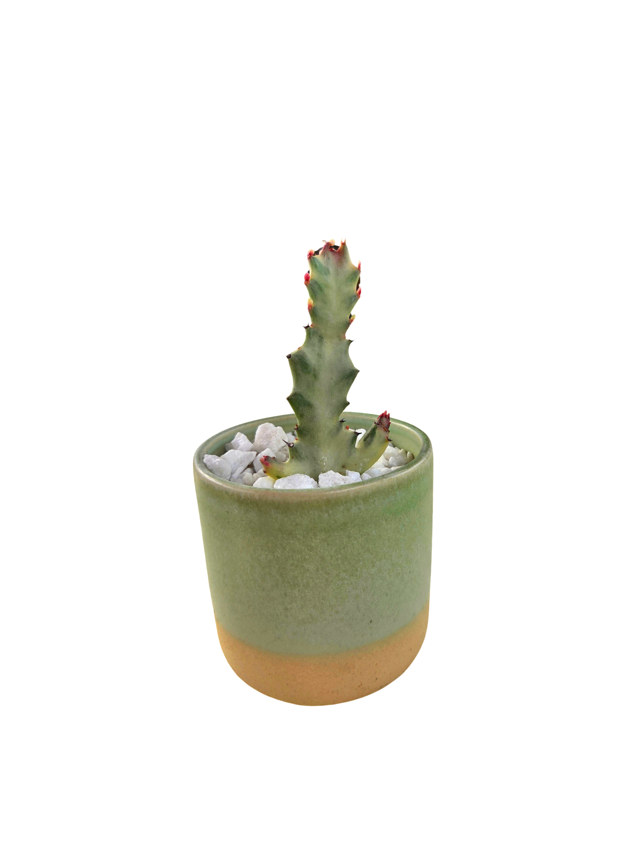 Untitled%2BDesign%2B%252812%2529.png