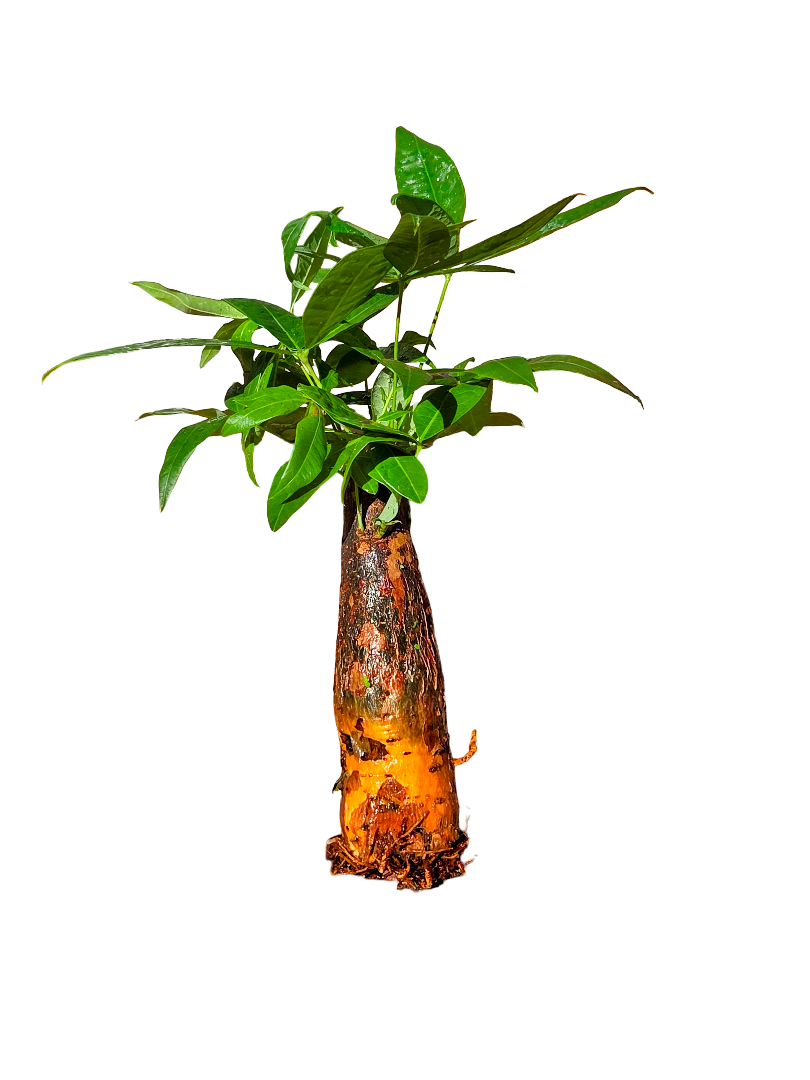 Money Tree Stump